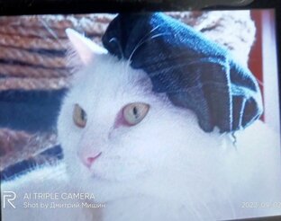 Снежок-Кинокритик