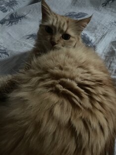 Подборка смешных кошек и собак