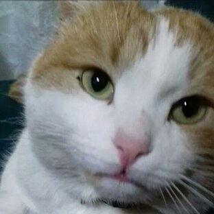 Мои котики.