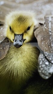 Золотая Черепаха 