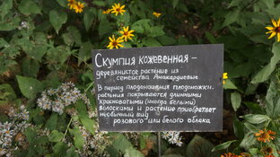 Сады ботанические и общественные