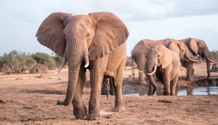 Эти животные