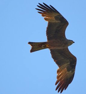 Крылатый друг