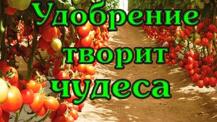 Как вырастить богатый урожай