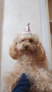 Клёпа готова к своему дню рождения 