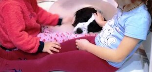 Стали домашними в 2022 году