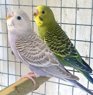 У нас еще два попугацчика 🦜🦜