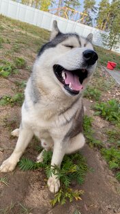 #хаскинеугомонныелапки🐾🐾