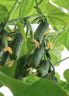 Все об огурцах