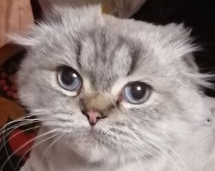 Смурфик