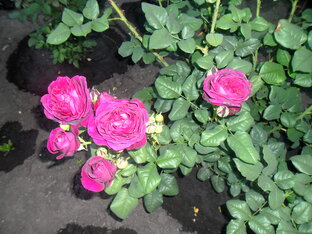 Розы