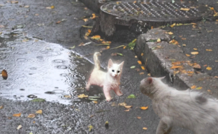 Приключения кота по имени Принц