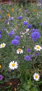 Рукотворные луга