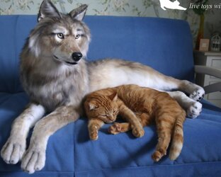 Ваши отзывы 