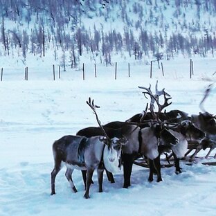 Животный мир