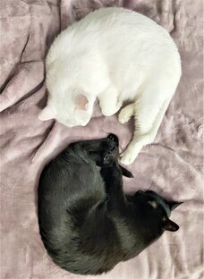 Мои коты - мое богатство