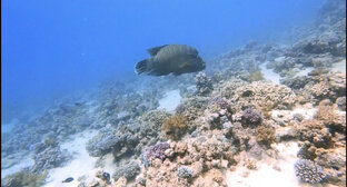 Подводные обитатели