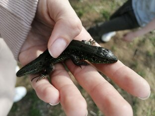 Поймали ящерицу.