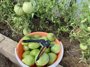 Томаты 🍅 от рассады до стола