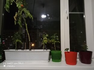 огород круглый год дома))))
