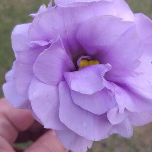 Эустома, лизиантус