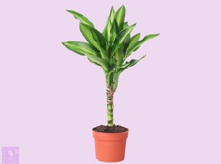 Кратко о цветах