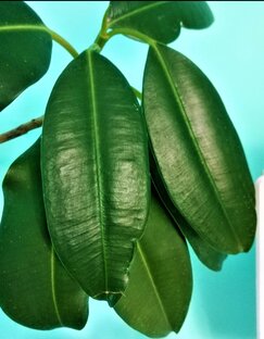 Домашние растения.