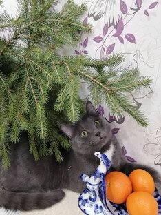 Без кота и жизнь не та...