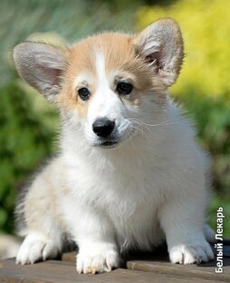 Наши Коржики 