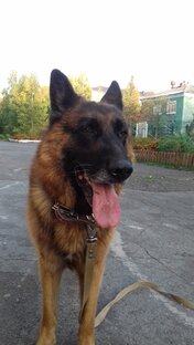 Дик - истосковавшийся по людям и свободе узник вольера (сейчас его зовут Эрих)