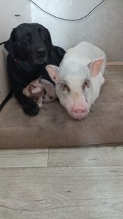 Про живность