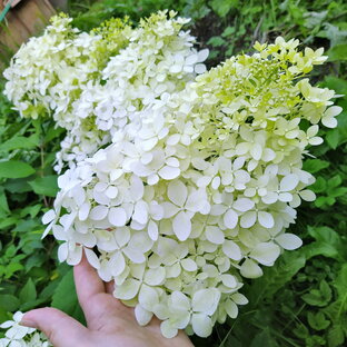 Посадочный материал. Закупки