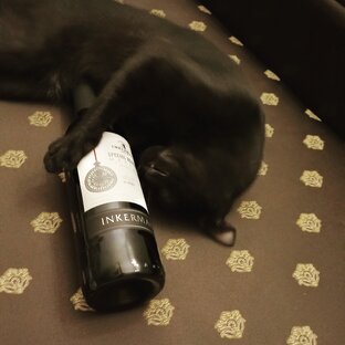 Две слабости:кот и вино