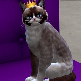 Симики и котики от Кошки Челси