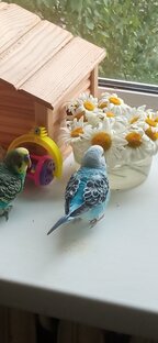 Фоки нырнул в ромашки с водой 🦜🦜