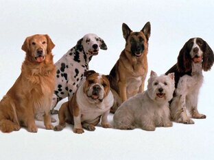 Интересные факты о животных 🐶