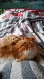 Коты