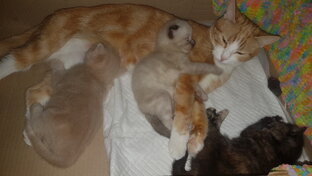 Лиса родила первых трех котят😻Тишку,Соню и Клеопатру