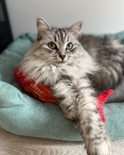 Игрушки 