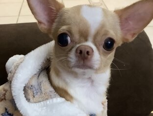 Мемы от Лавруши 