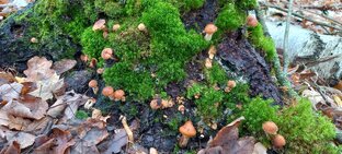 Тихая охота.