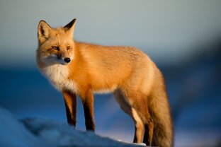 Сонник животные Первый круг. Значение животных.