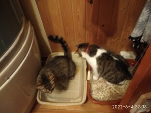Арес и Котя