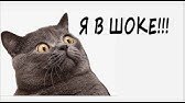 Приколыная озвучка с кошками. Забавные животные
