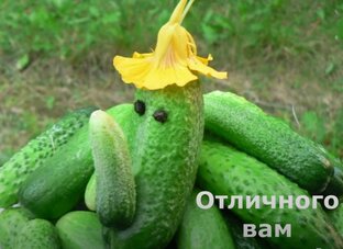 Урожайные огурцы, кабачки и арбузы