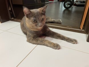 Статьи о кошках