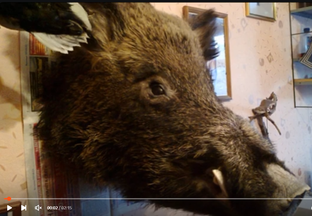 Про охоту и зверей.