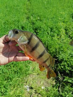 Отчёт с моих рыбалок 