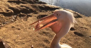 Как едят животные: ПЕЛИКАН