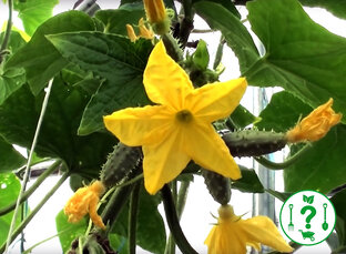 Удобрения для огурчиков